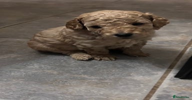 Cockapoo dogs - Advert 4