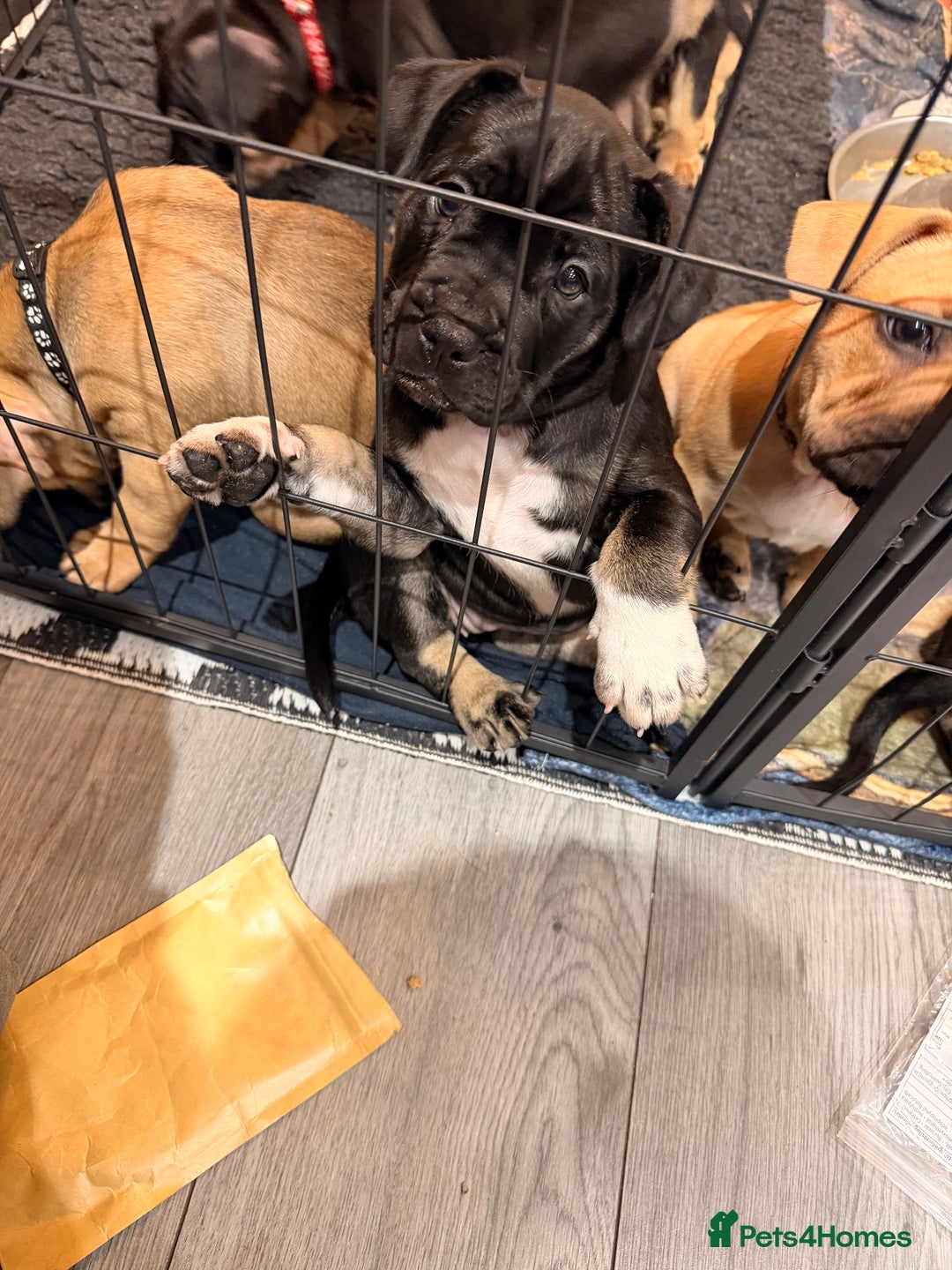 Mixed Breed dogs for sale: American french bully  - Advert 20