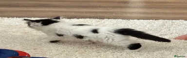 Kitten 3