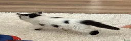 Mixed Breed cats for sale: 5 beautiful black and white kittens.READY TO GO!!  in Lichfield - Advert 6