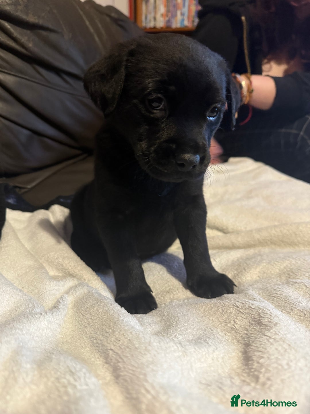 Mixed Breed dogs for sale: Labrotties - Image 8