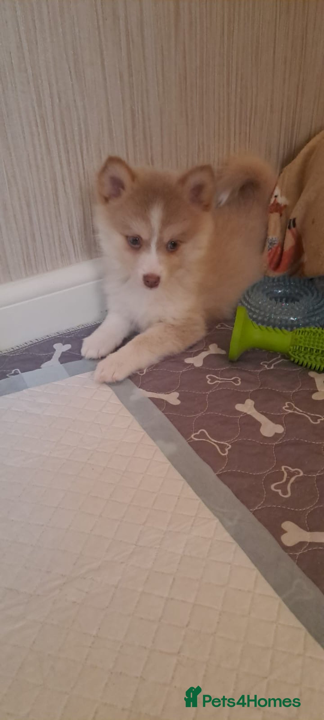 Pomsky dogs for sale: 3 Boys leftStunning Blue eyed F4 Pomsky pups - Advert 39