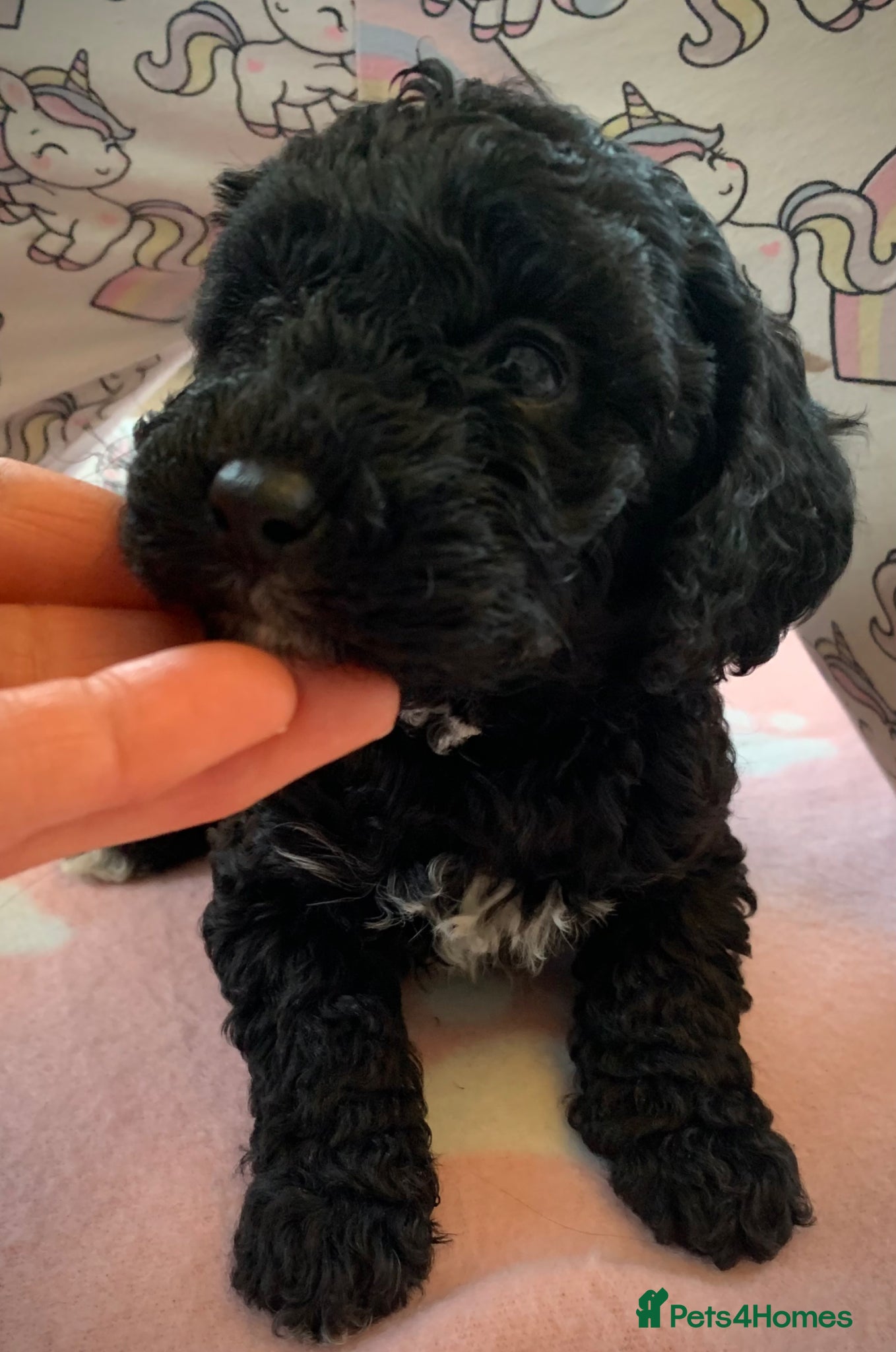 Cockapoo dogs Beautiful Cockapoo puppies - Advert 1