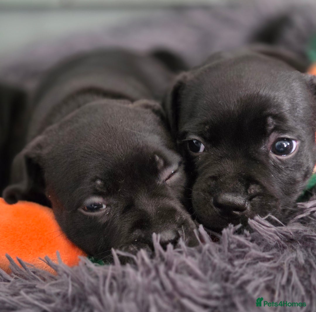 Staffordshire Bull Terrier dogs for sale: Kc registered Staffords  - Image 10