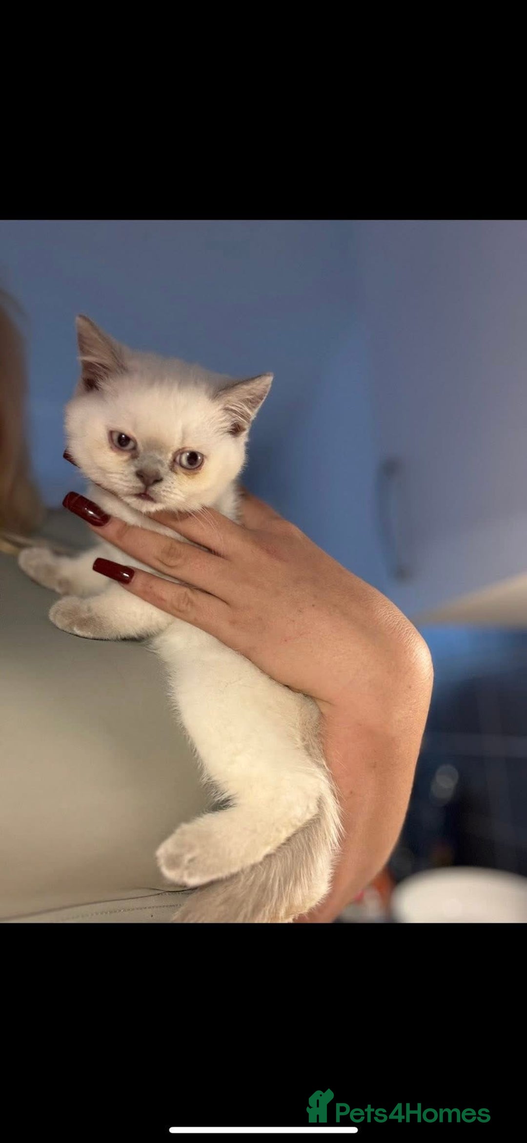 British Shorthair cats for sale: British short hair  - Image 3