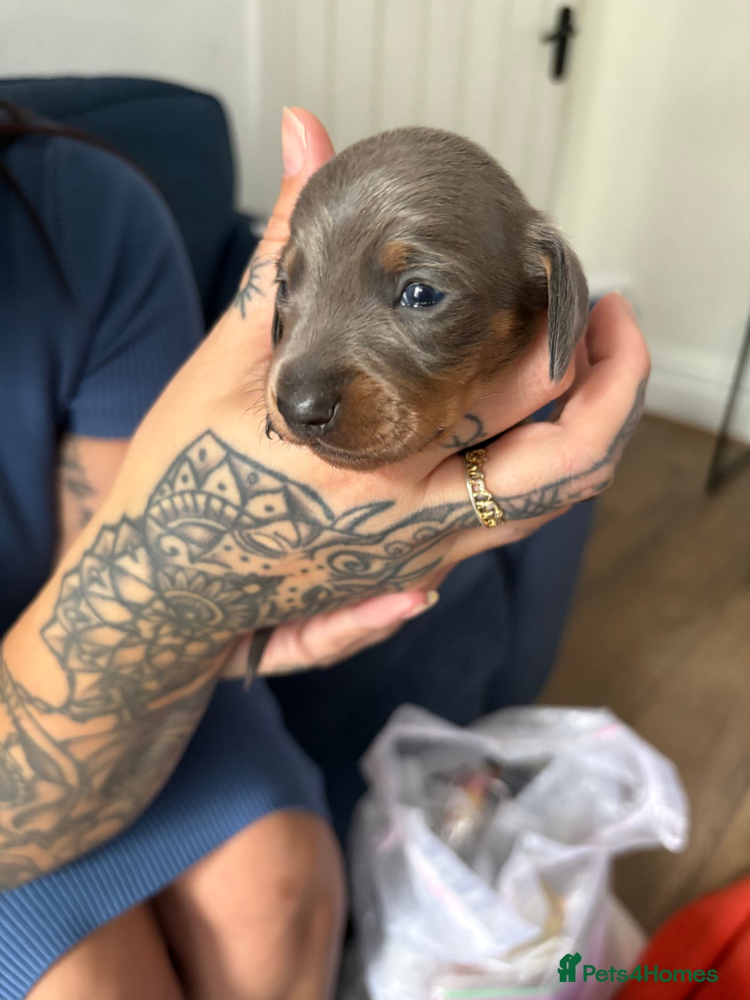 Miniature Dachshund dogs for sale: Miniature smooth haired dachshund  - Image 6