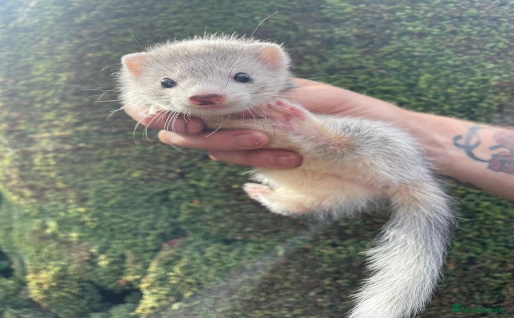 Ferret rodents - Advert 1