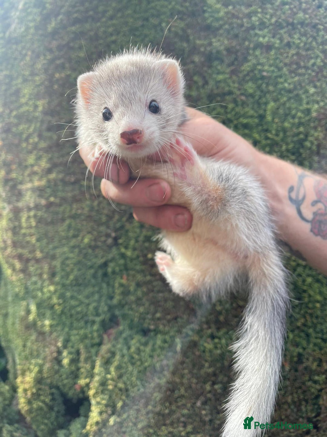 Ferret rodents for sale: 1/2 micro silver mitt Jill  - Image 1
