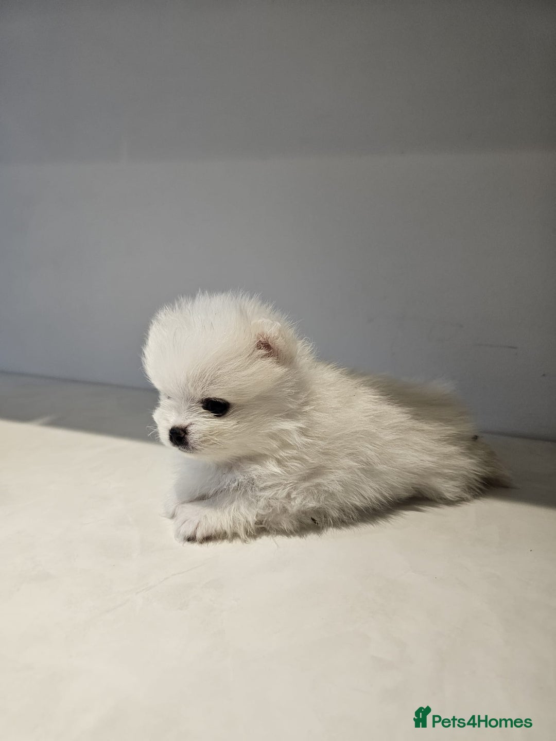 Pomeranian dogs for sale: Adorable mini Pomeranian ❤ - Advert 10