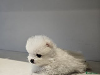 Pomeranian dogs Adorable mini Pomeranian ❤ - Advert 3