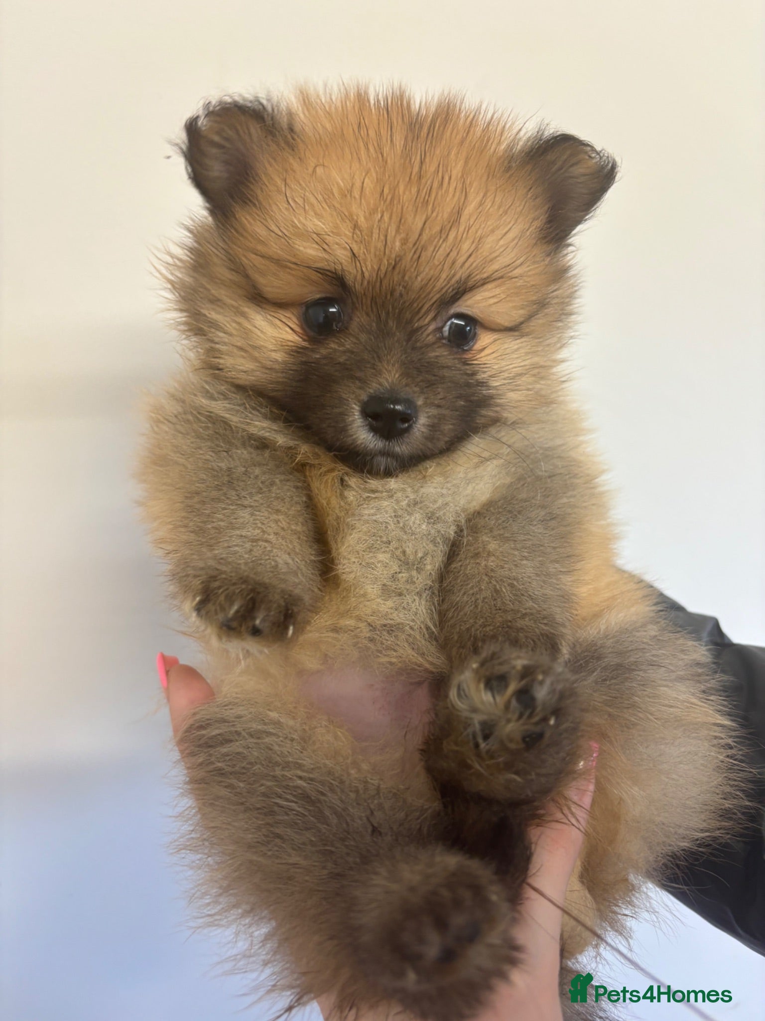 Pomeranian dogs REDUCED LAST BOY Pomeranian Puppies  - Advert 2