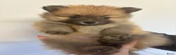 Pomeranian dogs for sale: Pomeranian Puppies - Advert 4