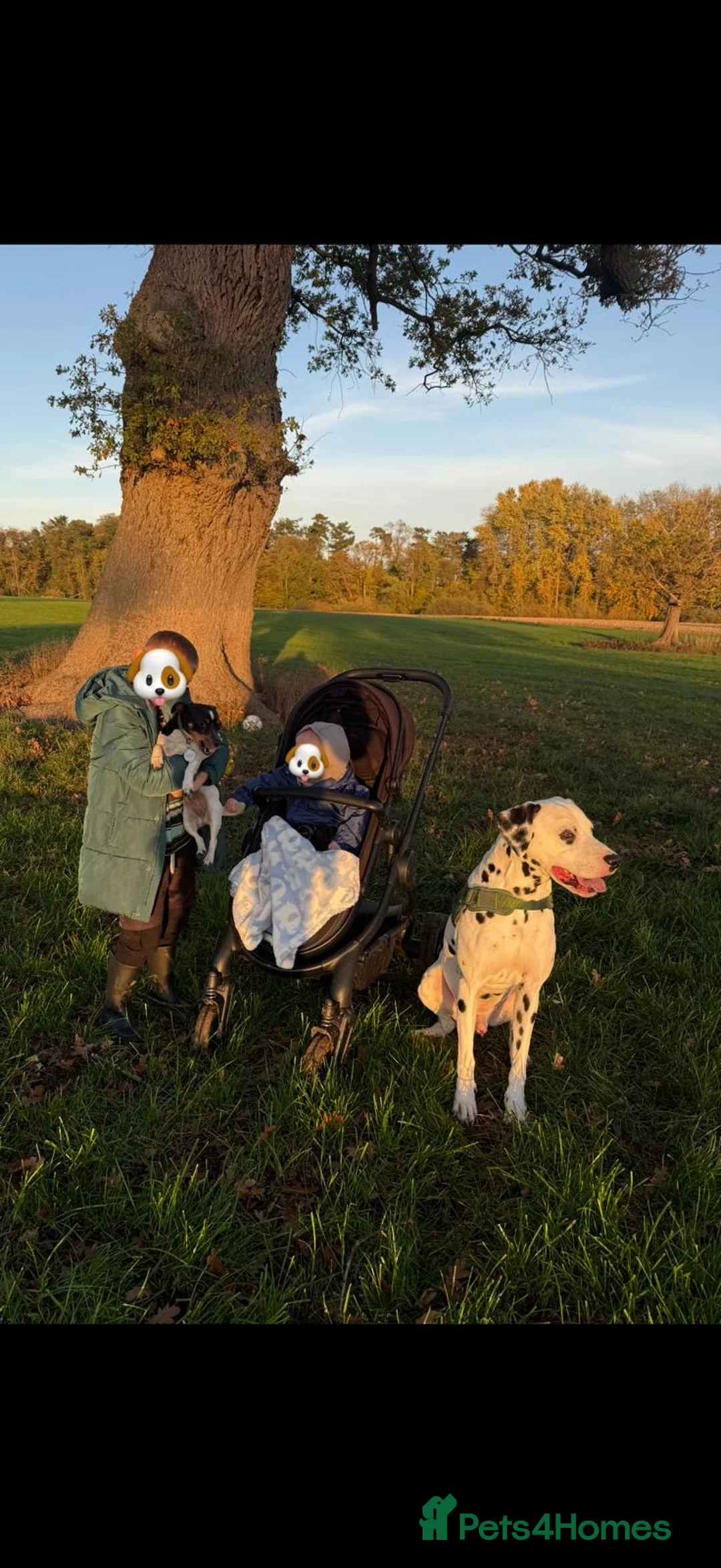 Dalmatian dogs for sale: Male Dalmatian  - Advert 2