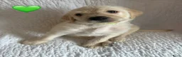 Labradoodle dogs for sale: Stunning Labradoodle puppies - Advert 29