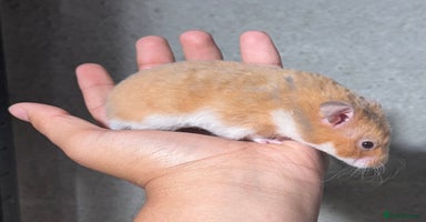 Hamster rodents - Advert 10