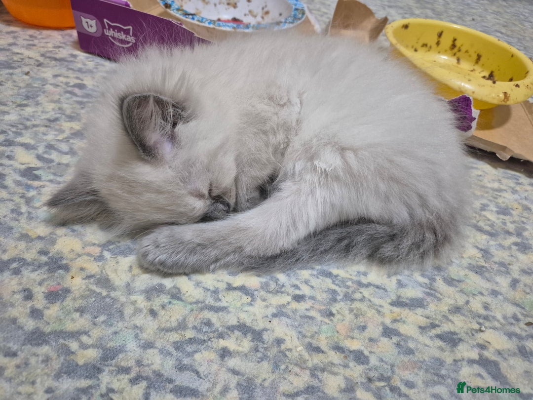 Ragdoll cats for sale: Pure ragdoll male kittens - Advert 5