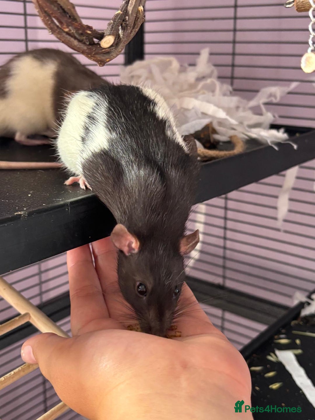 Rat rodents for sale: Dumbo Rats - Advert 2