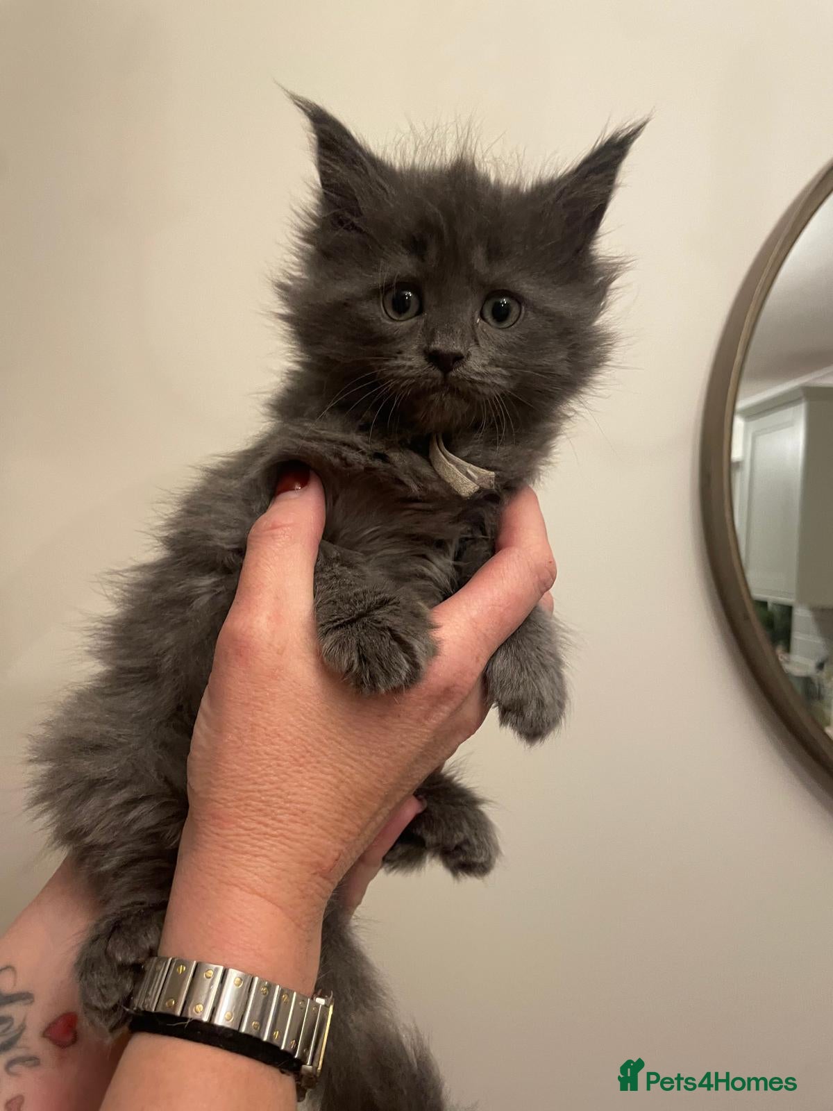 Maine Coon cats Last 2 Boys - Maine Coon X Ragdoll Kittens - Advert 1