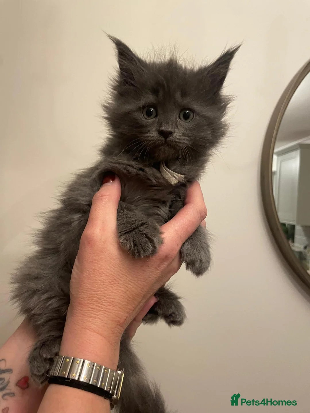 Maine Coon cats for sale: Last 2 GIRLS - Maine Coon X Ragdoll Kittens - Advert 1