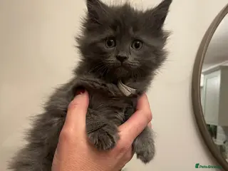 Maine Coon cats Last 2 Boys - Maine Coon X Ragdoll Kittens - Advert 3