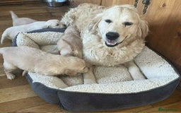 Golden Retriever dogs for sale: Beautiful Chunky KC Golden Retriever Puppies - Image 25