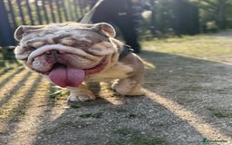 English Bulldog dogs for sale: Rehome Grizzly looking for forever home 🏡 - Image 8