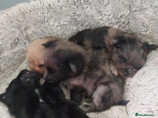 Mixed Breed dogs - Advert 16