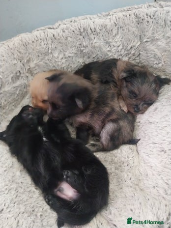Mixed Breed dogs - Advert 13