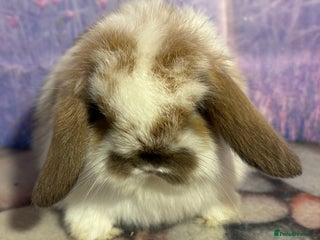 Mini Lop rabbits Mini lops vaccinated ready to leave 10th jan - Advert 1