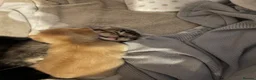Abyssinian cats for sale: STUNNING ABYSSINIAN MIXED BABIES NEEDING HOMES  - Advert 17