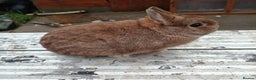 Netherland Dwarf rabbits for sale: Netherland dwarf females and males - Advert 4