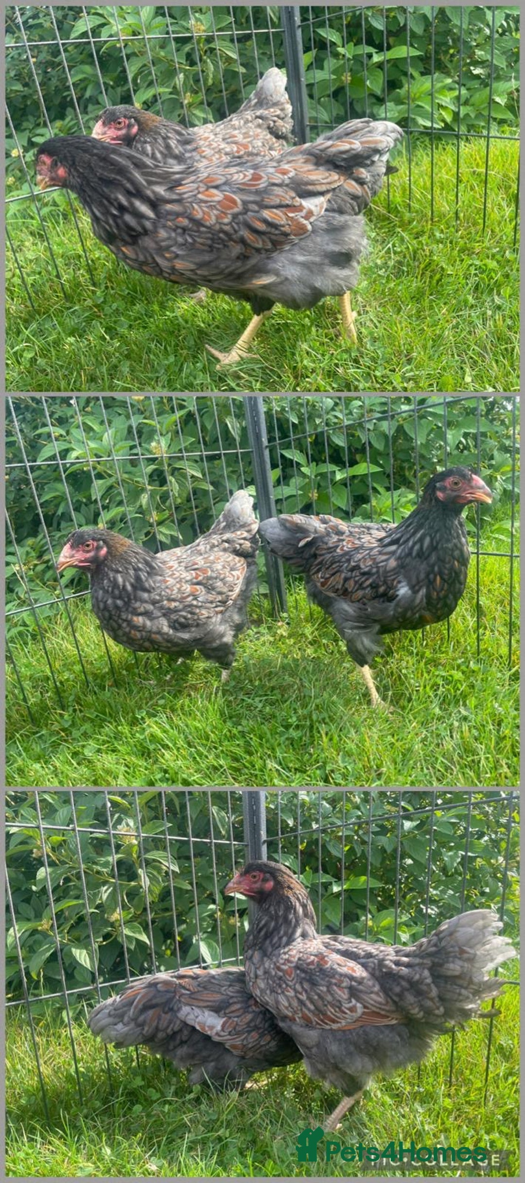 Chickens poultry for sale: Colombian Pekins - Image 2