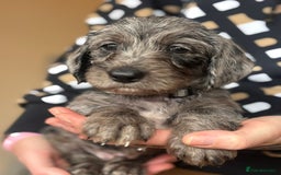 Doxiepoo dogs for sale: Merle & Solid Colour Doxiepoos - Image 16