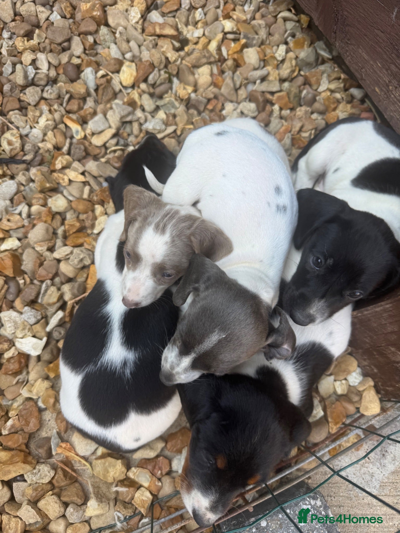 Miniature Dachshund dogs Miniature Dachshunds puppies amazing litter  - Advert 2