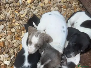 Miniature Dachshund dogs Miniature Dachshunds puppies amazing litter - Advert 2