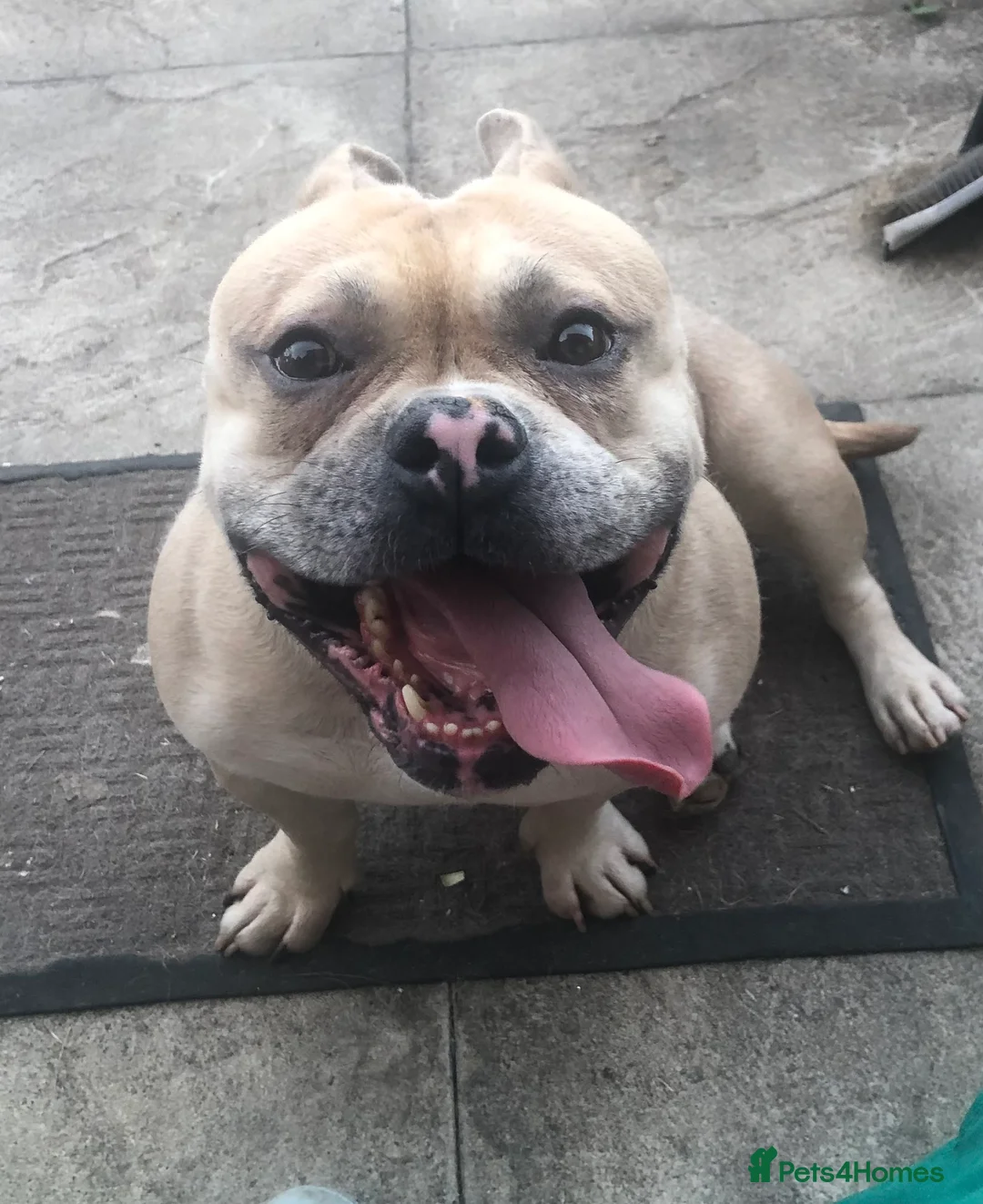 American Bully dogs for sale: “AVAILABLE” Handsome Boy Needs New Home ASAP  - Advert 6