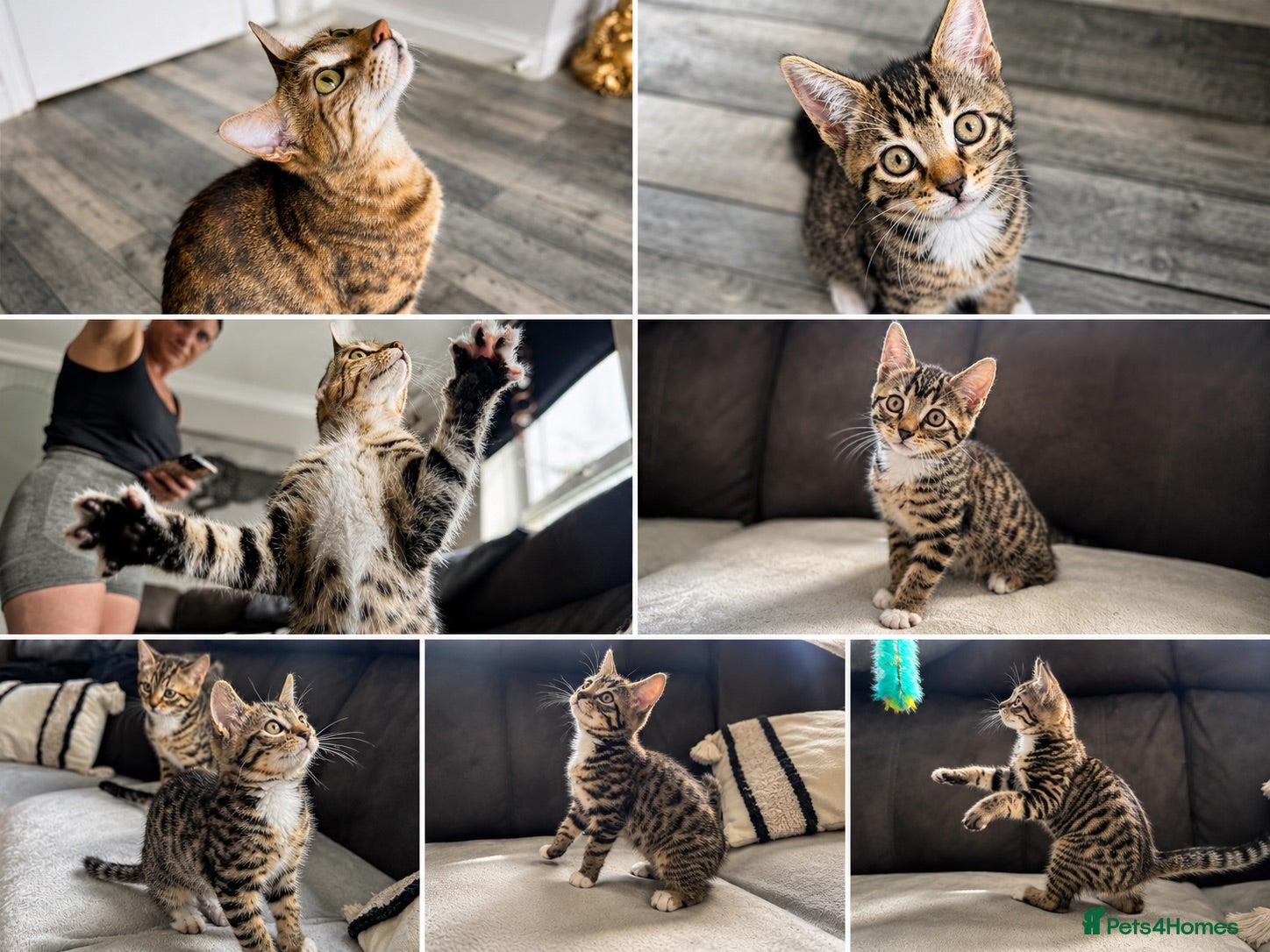 Bengal cats Bengal-cross kittens  - Advert 12