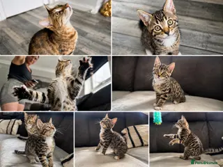 Bengal cats Bengal-cross kittens - Advert 12