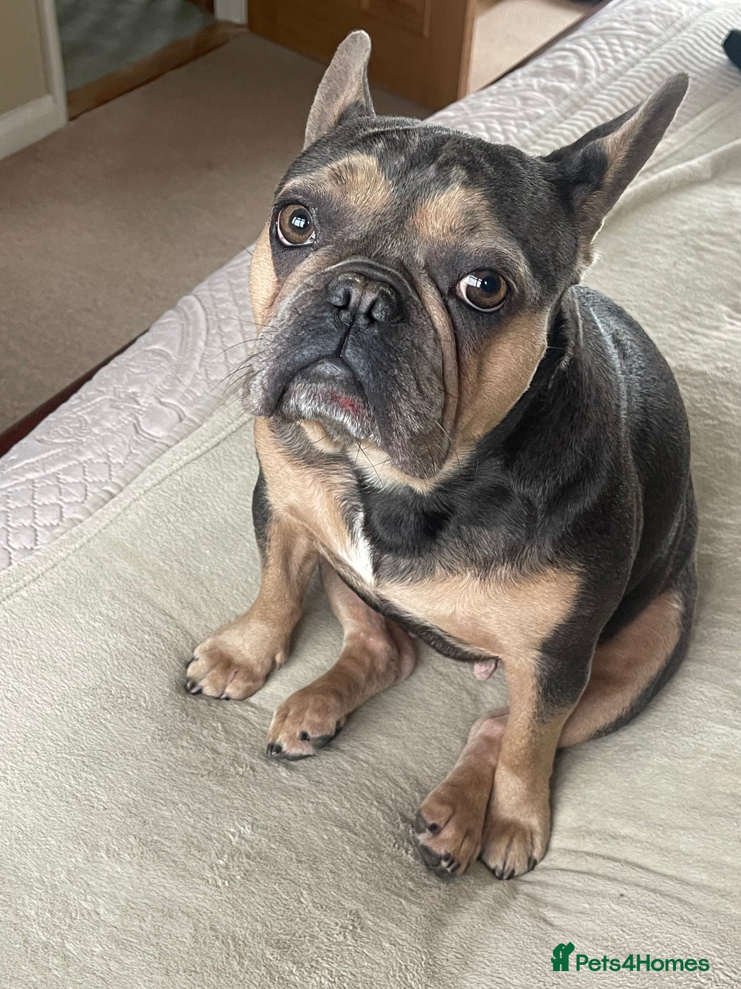 French Bulldog dogs for sale: Kallie  - Advert 16