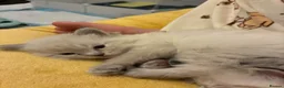 Ragdoll cats for sale: 🩵 Champion Blood GCCF Reg Ragdoll Kittens 🩵 - Advert 2