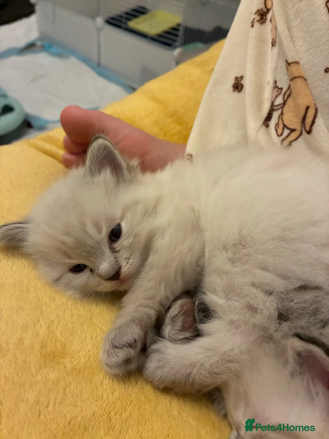 Ragdoll cats for sale: 🩵 Champion Blood GCCF Reg Ragdoll Kittens 🩵 - Advert 2