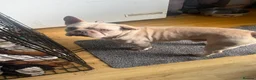 French Bulldog dogs for sale: French bulldogs  - Advert 4
