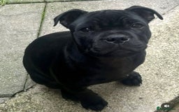 Staffordshire Bull Terrier dogs for stud: A NEW SUPERIOR SOLID BLUE MALE  - Image 7