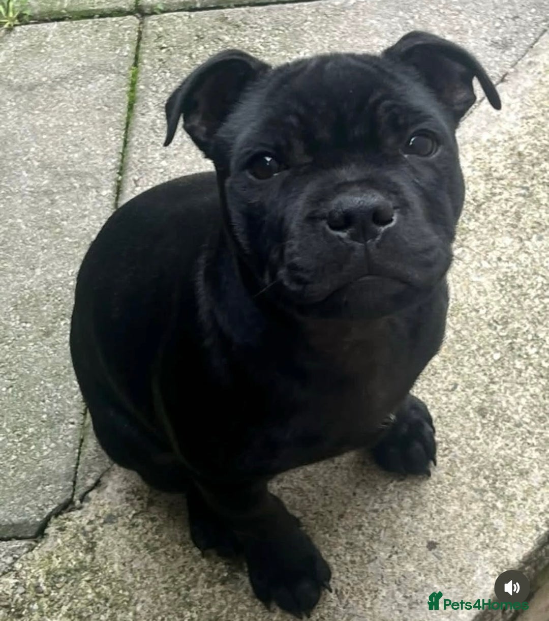 Staffordshire Bull Terrier dogs for stud: A NEW SUPERIOR SOLID BLUE MALE  - Image 7