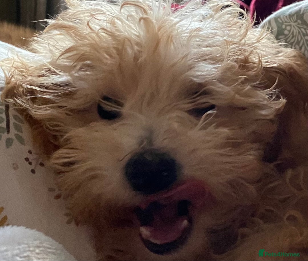 Mixed Breed dogs for sale: Coton noodle puppies  - Advert 8