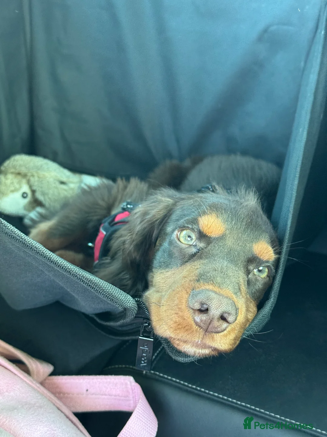 Cocker Spaniel dogs for sale: Working Cocker Spaniel in Lincoln - Advert 12