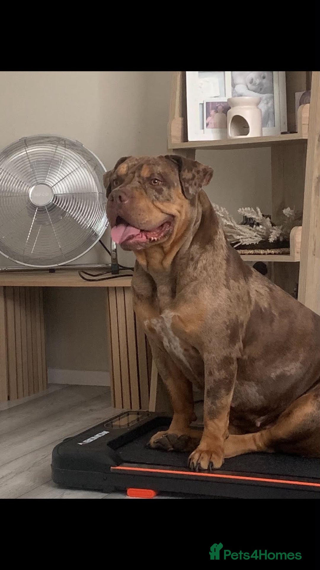 American Bulldog dogs for sale: American bulldog looking for a loving forever home - Advert 12