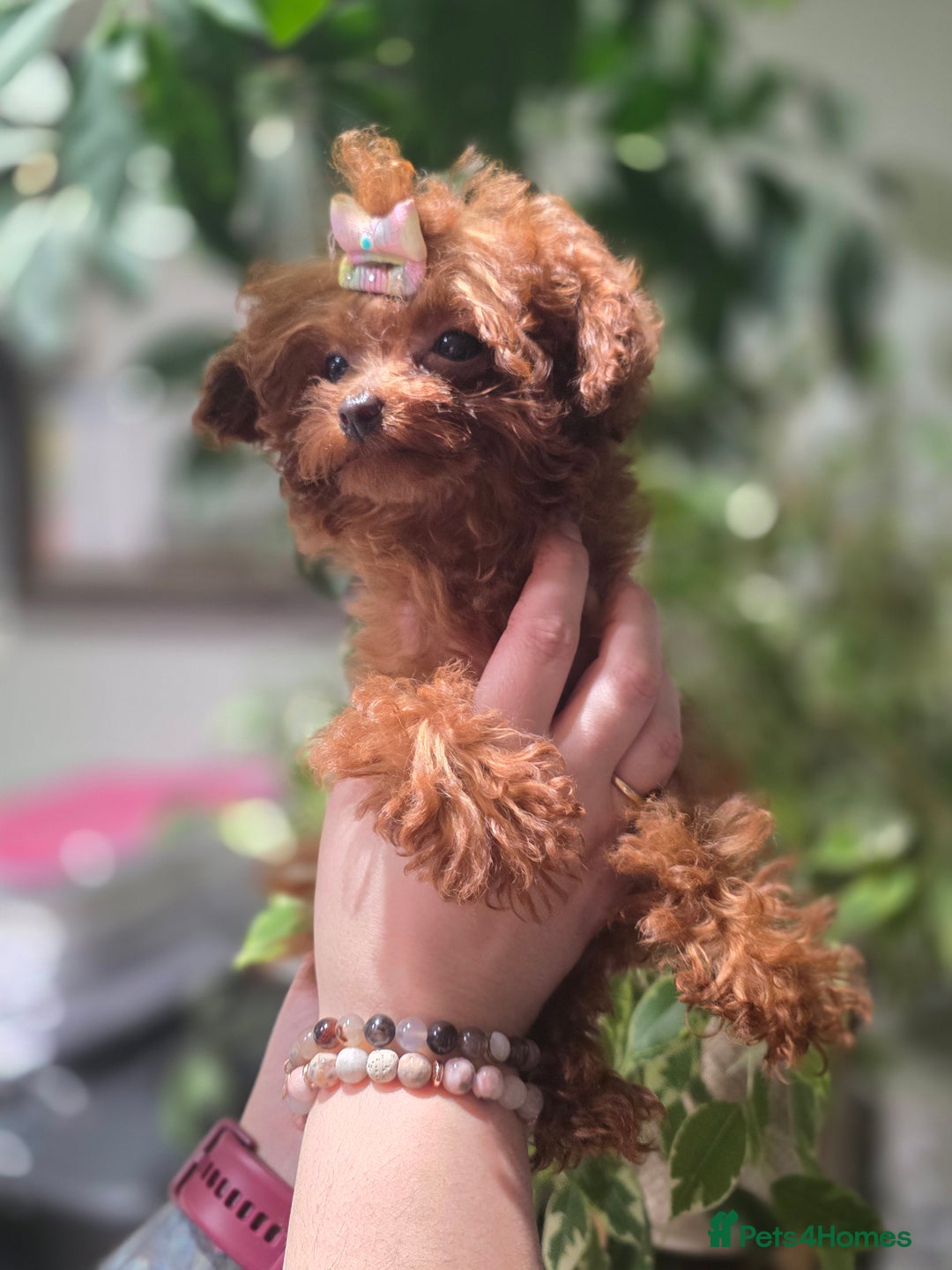 Toy Poodle dogs for sale: Full Asian girl - Advert 1