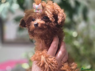 Toy Poodle dogs Full Asian girl - Advert 10