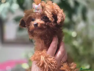 Toy Poodle dogs Full Asian girl - Advert 9